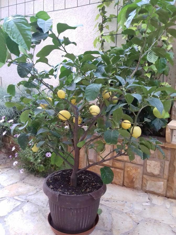 Apartments Ljubo Stari Grad  Εξωτερικό φωτογραφία